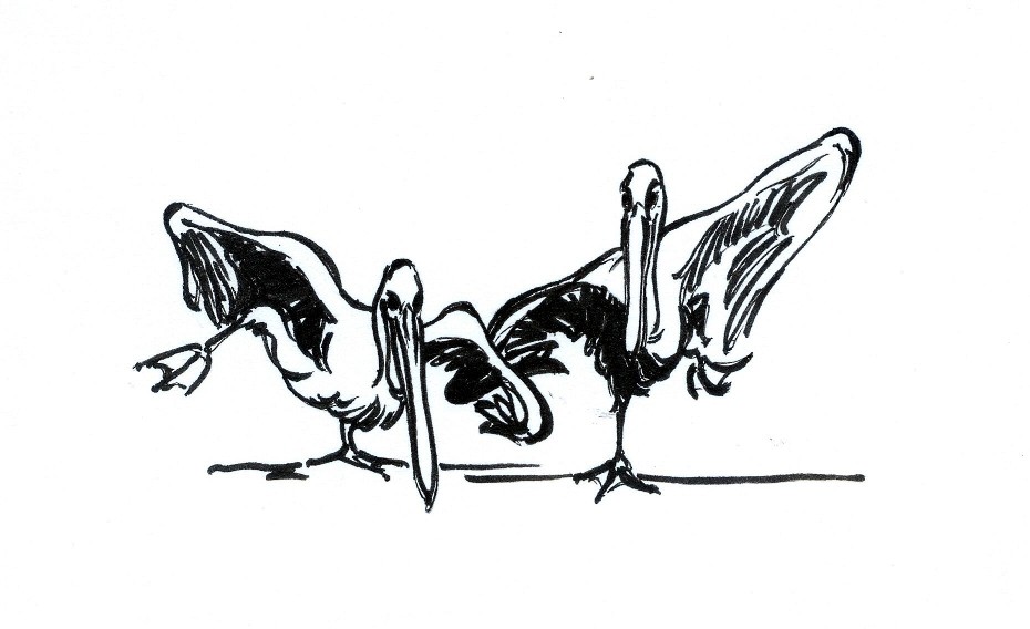 Pelican Two-Step by Tom Leedy
